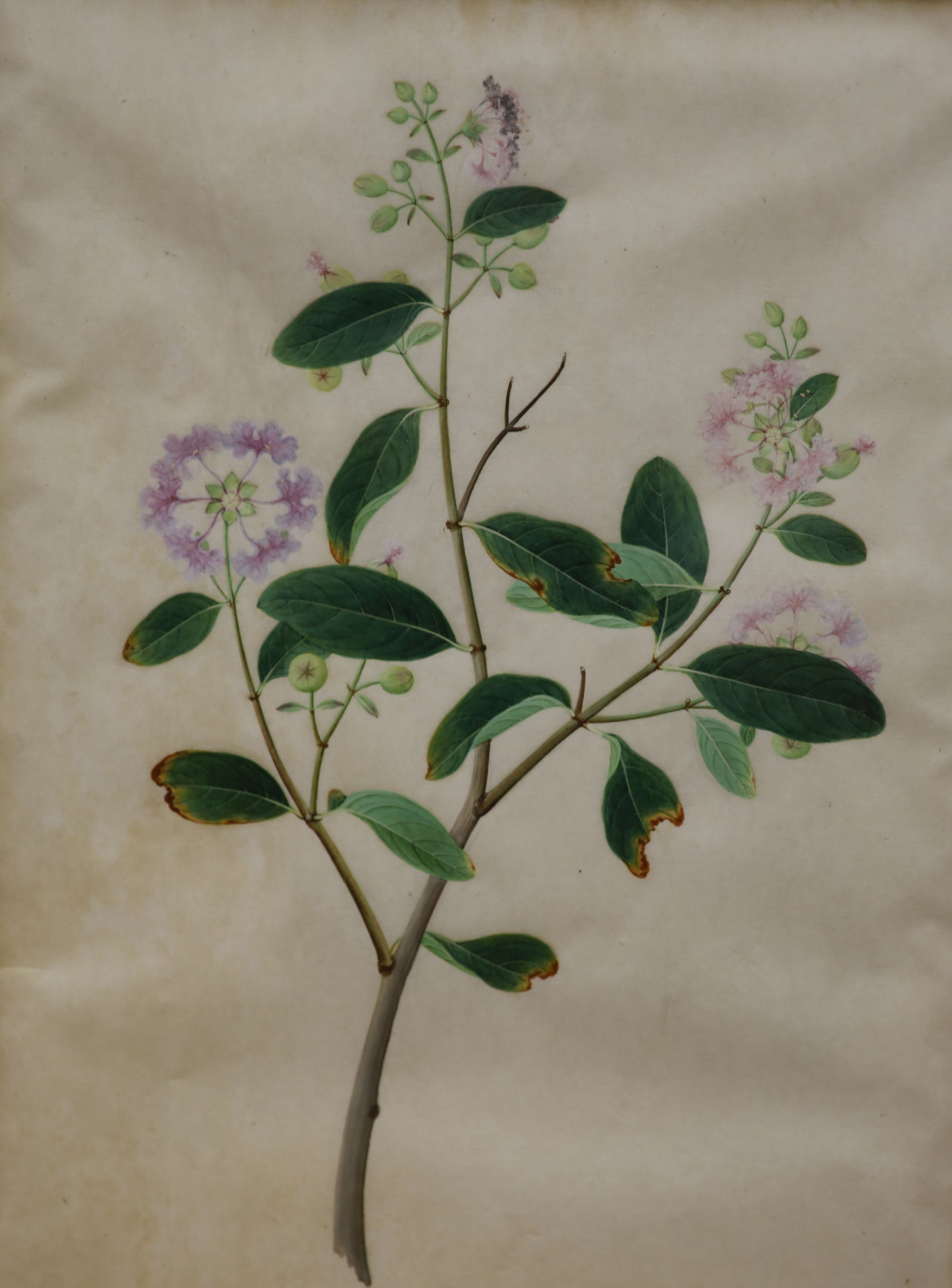 19th century Chinese School, two gouaches, study of magnolia and another plant, one with attached inscription, 32 x 25cm. & 36 x 27cm.